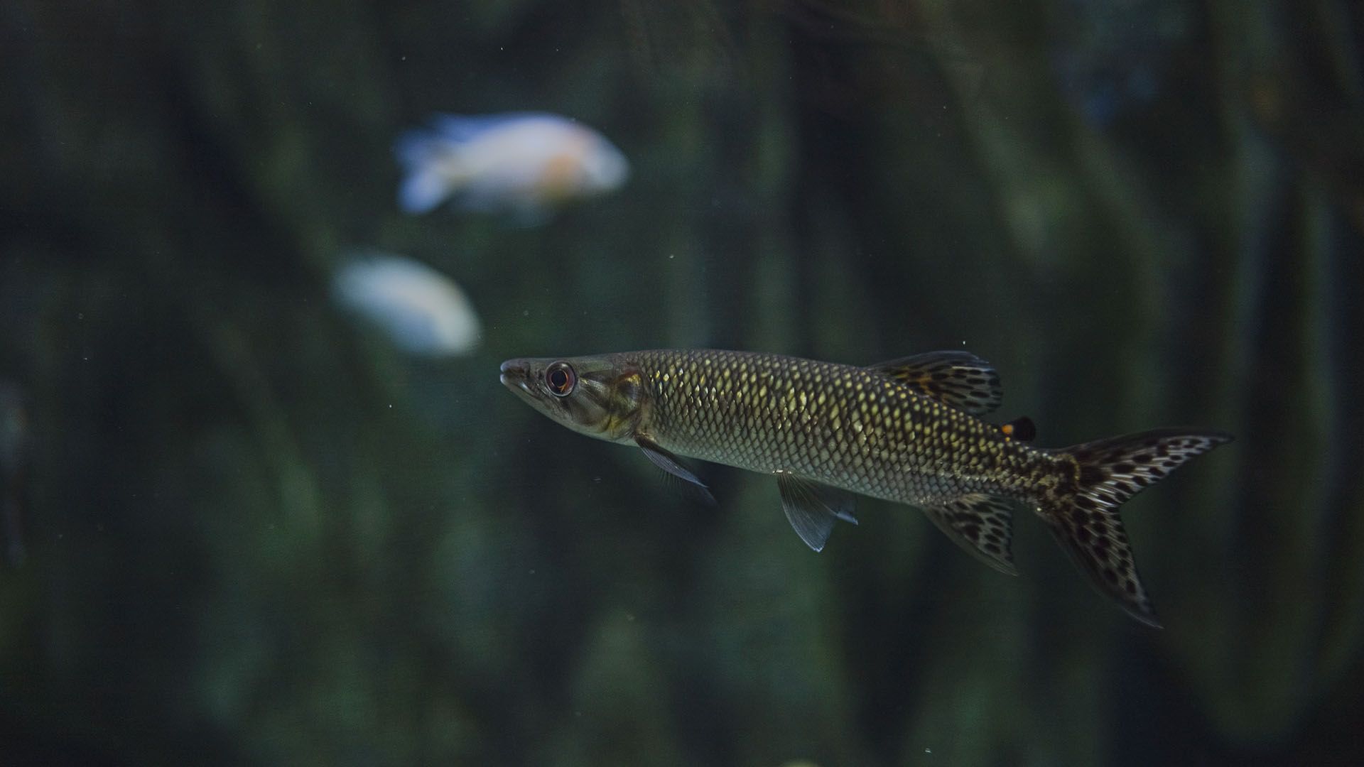 Afrikanische Hechtsalmler Poema Del Mar Aquarium Gran Canaria