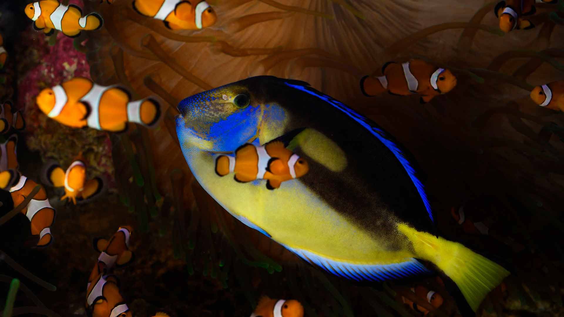 Regal Blue Tang