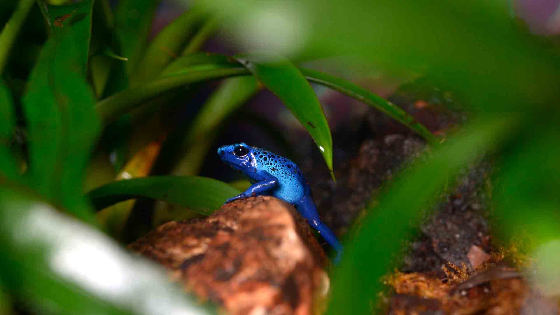 Rana Flecha Azul