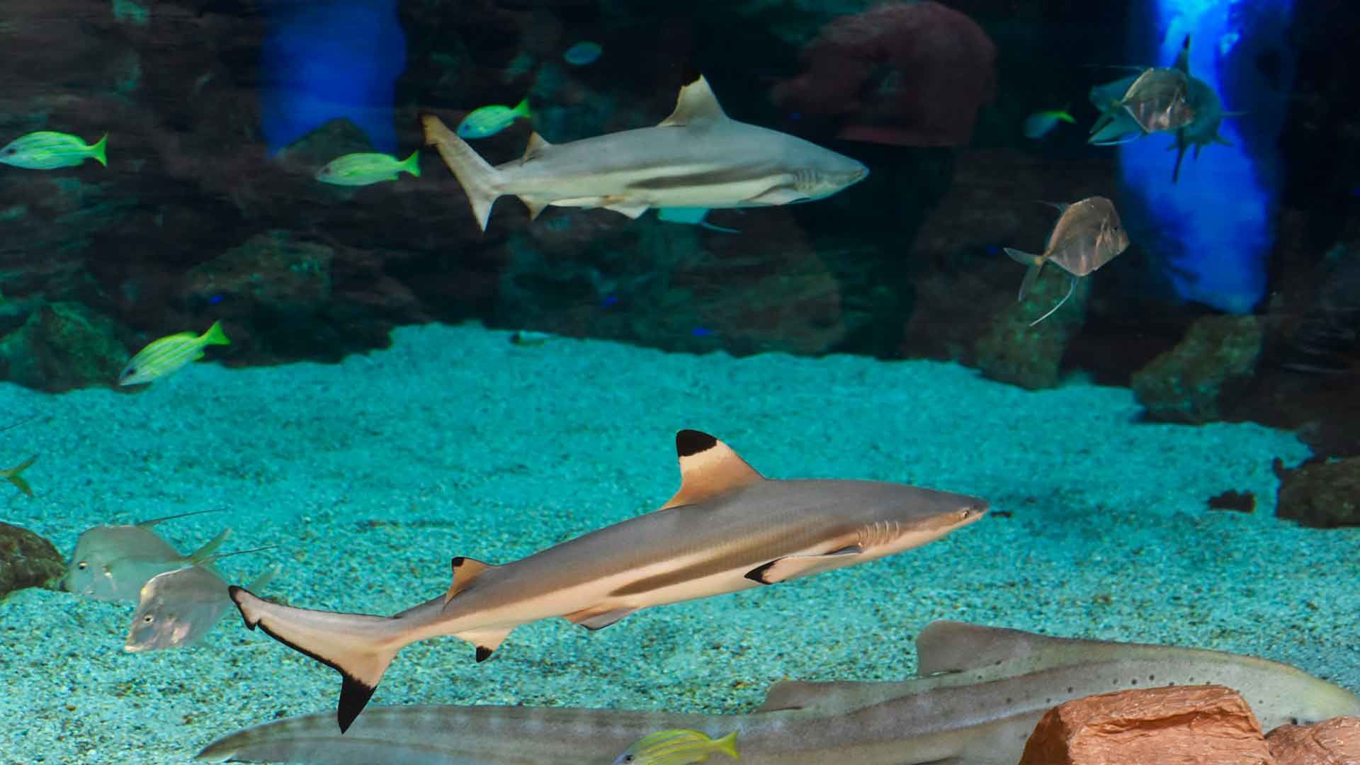 Blacktip Shark