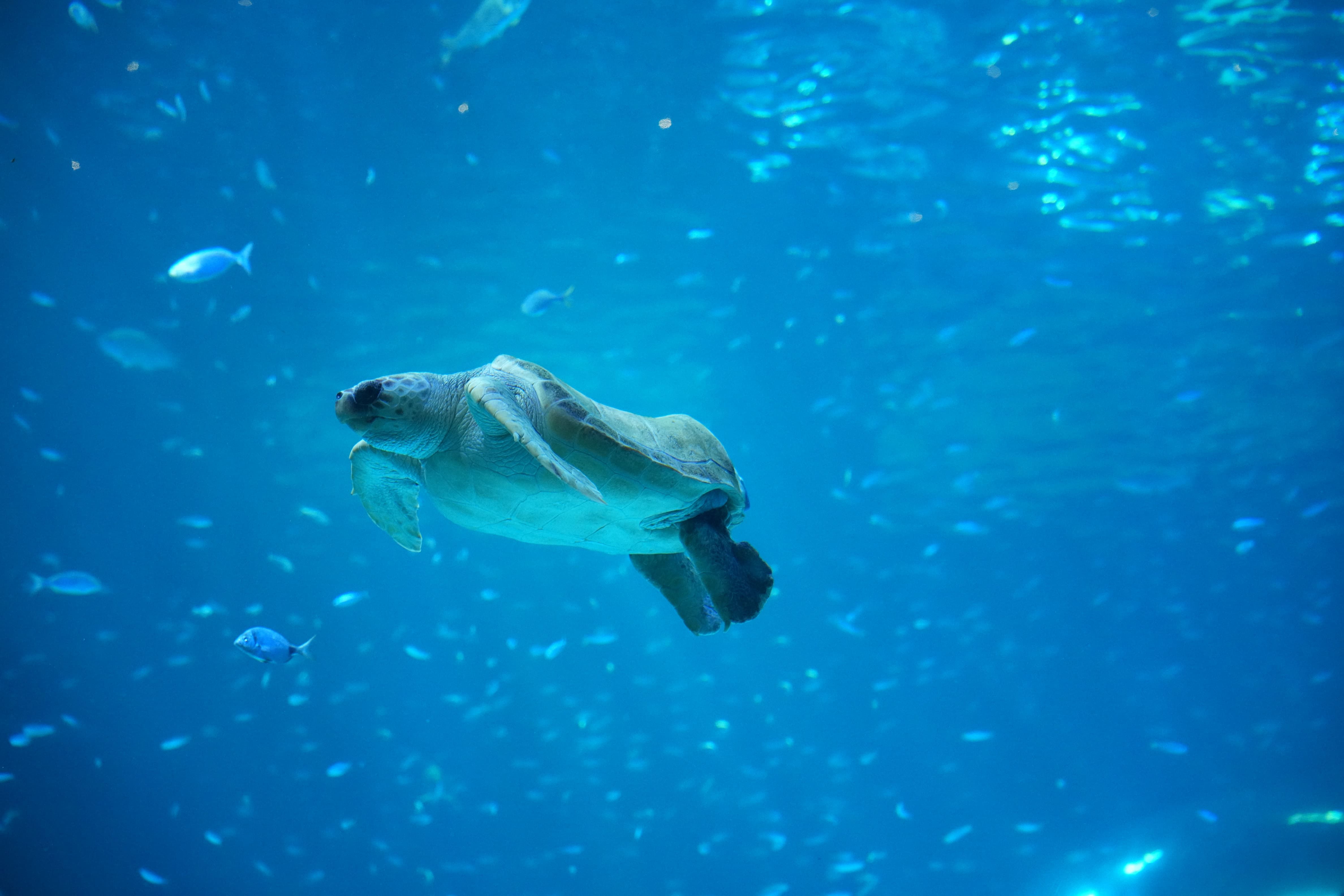 Caretta caretta