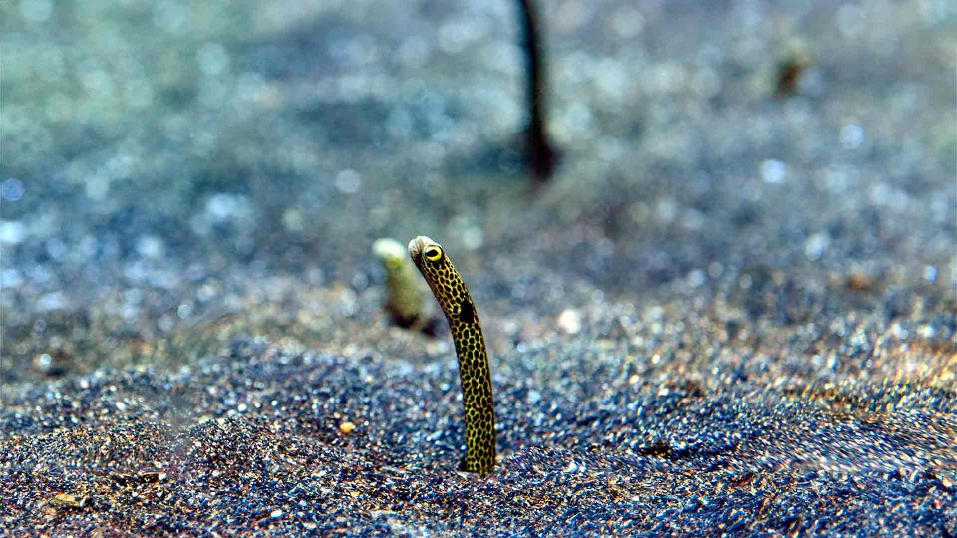 Garden Eel