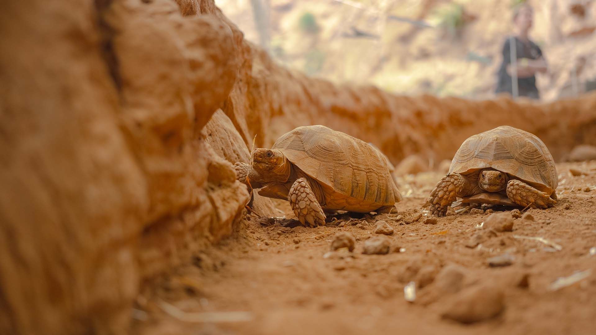 Tortuga de espolones africana Poema del Mar Acuario Gran Canaria