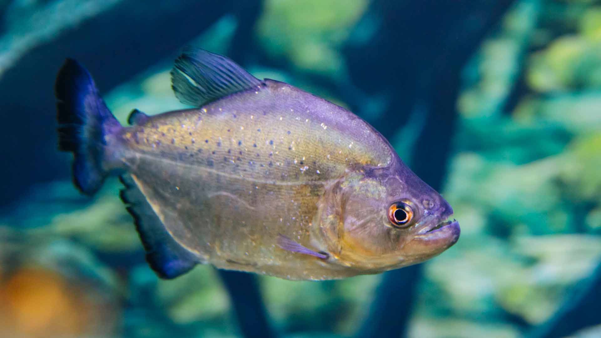 Piraña Negra