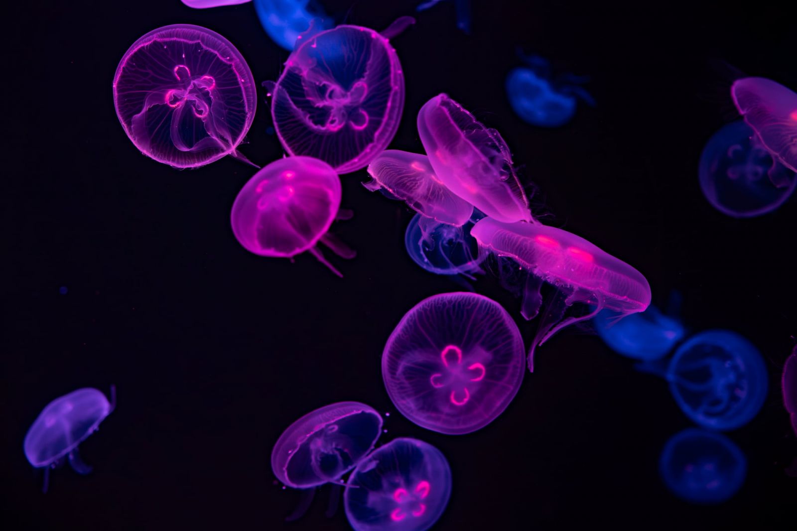 Moon jellyfish (Aurelia aurita)