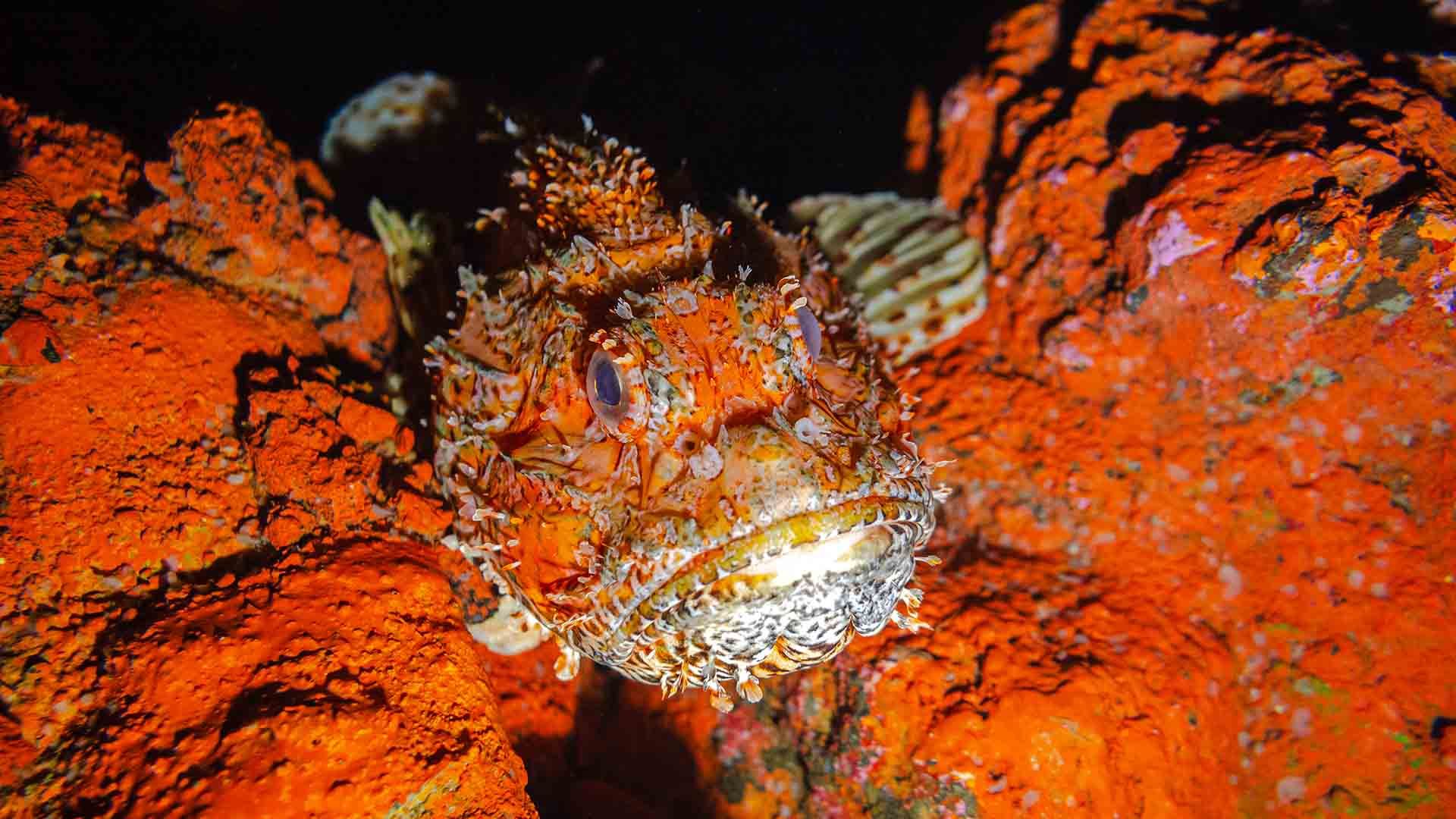 Große Roter Drachenkopf Poema Del Mar Aquarium Gran Canaria