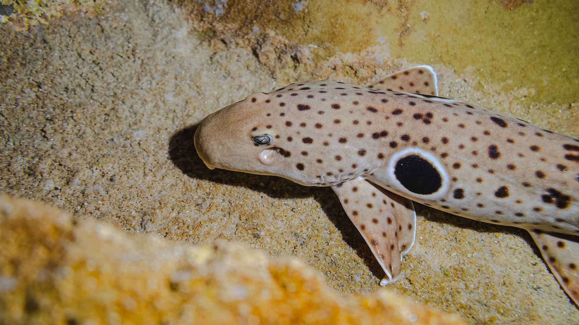 Pintarroja colilarga ocelada Poema Del Mar Acuario Gran Canaria