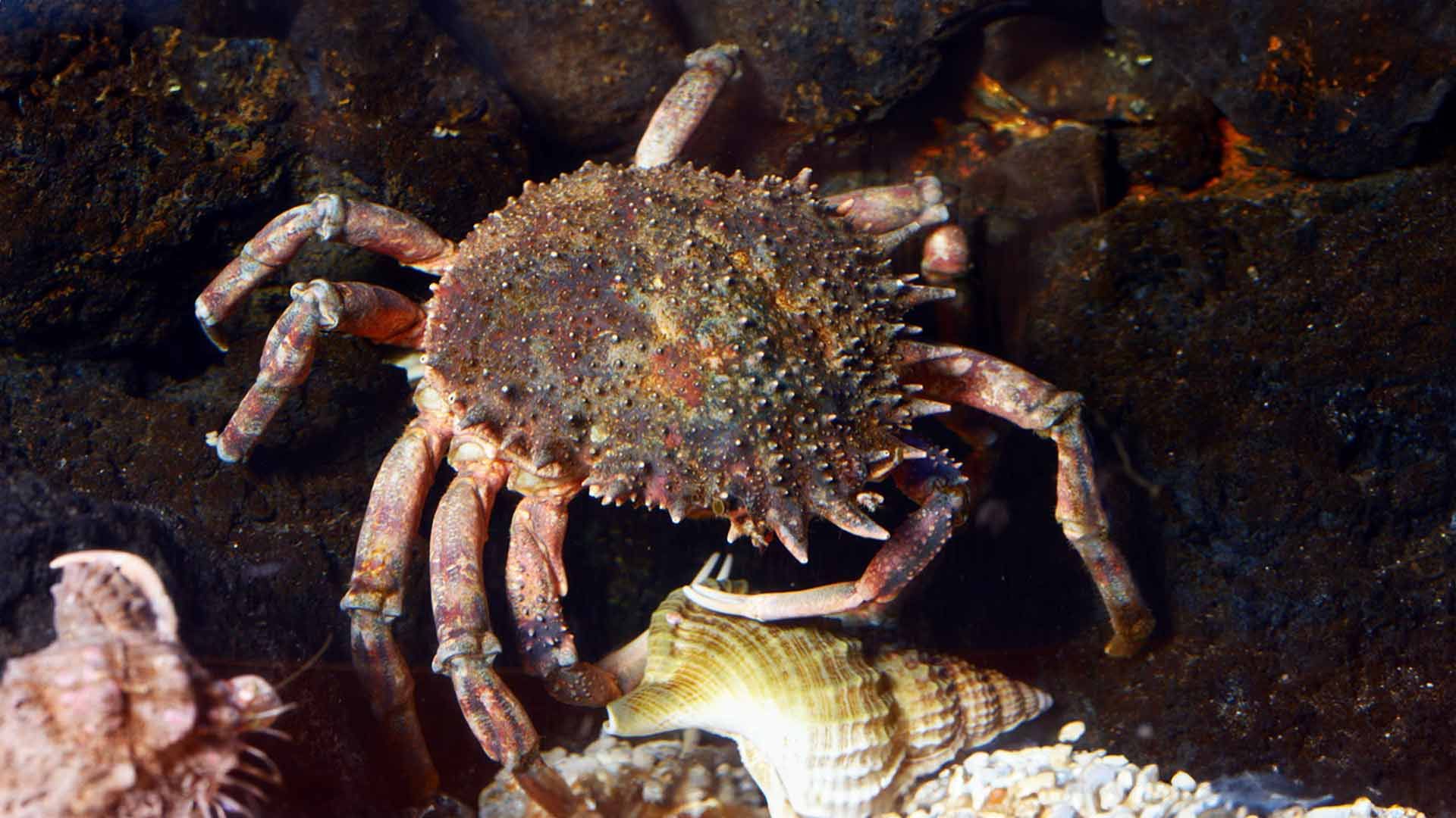 European Spider Crabs