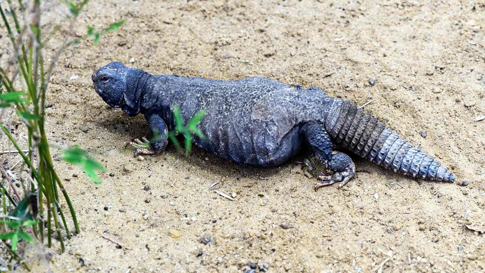 Spiny Tailed Lizard