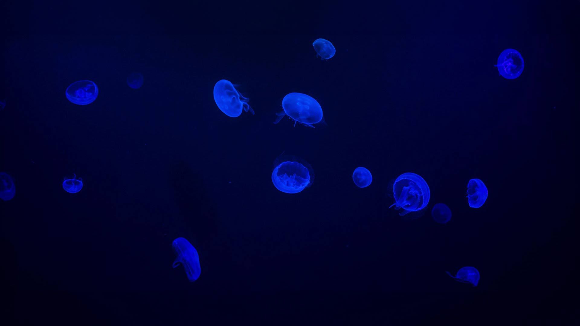 Moon Jelly