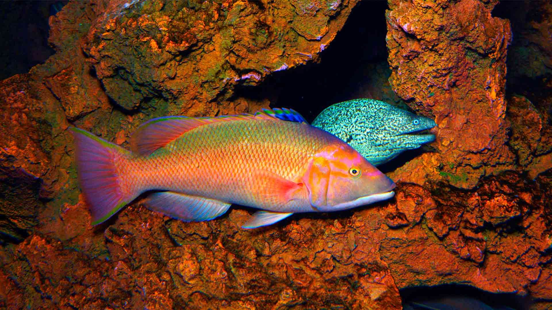 Barred Hogfish