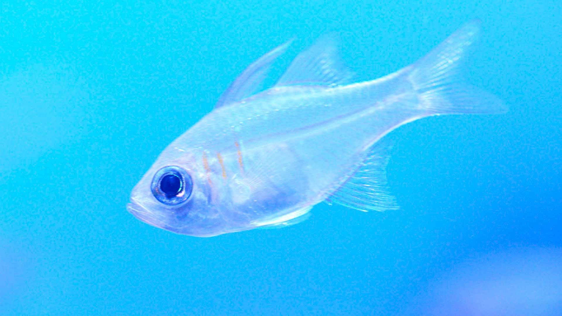 Blue Striped Cardinal Fish