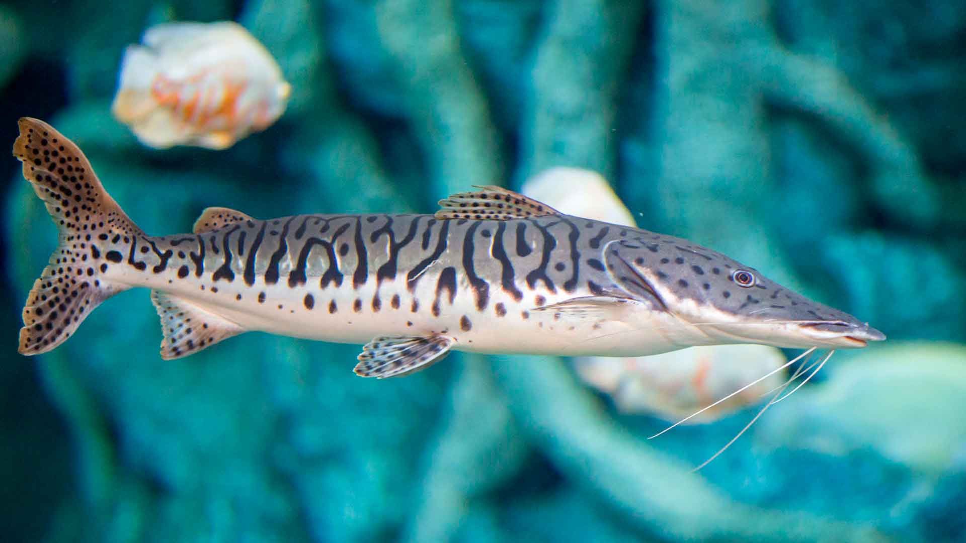 Tiger Shovelnose Catfish Poema del Mar Aquarium Gran Canaria