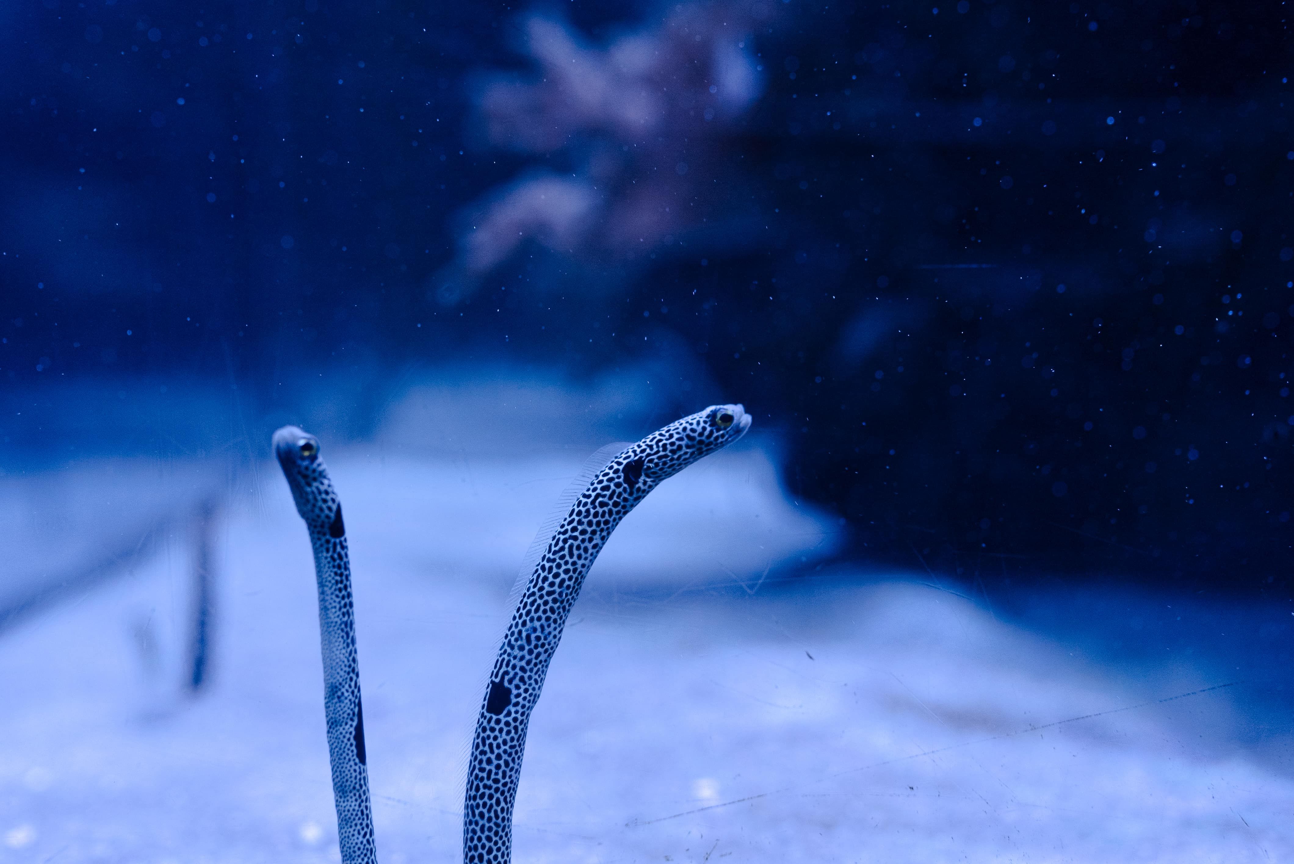 Heteroconger hassi en Poema del Mar