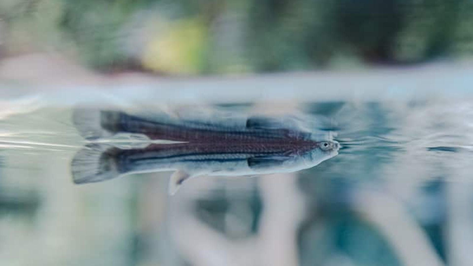 Vieraugenfisch (Anableps anableps)