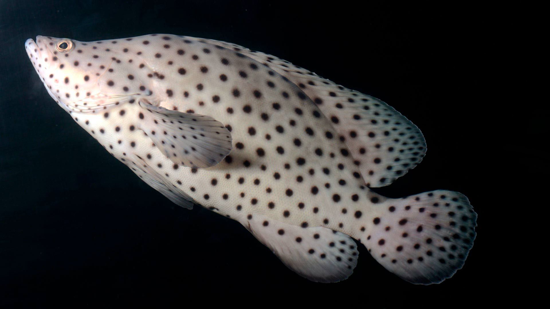 Pantherfisch Pantherfisch Poema del Mar Aquarium Gran Canaria