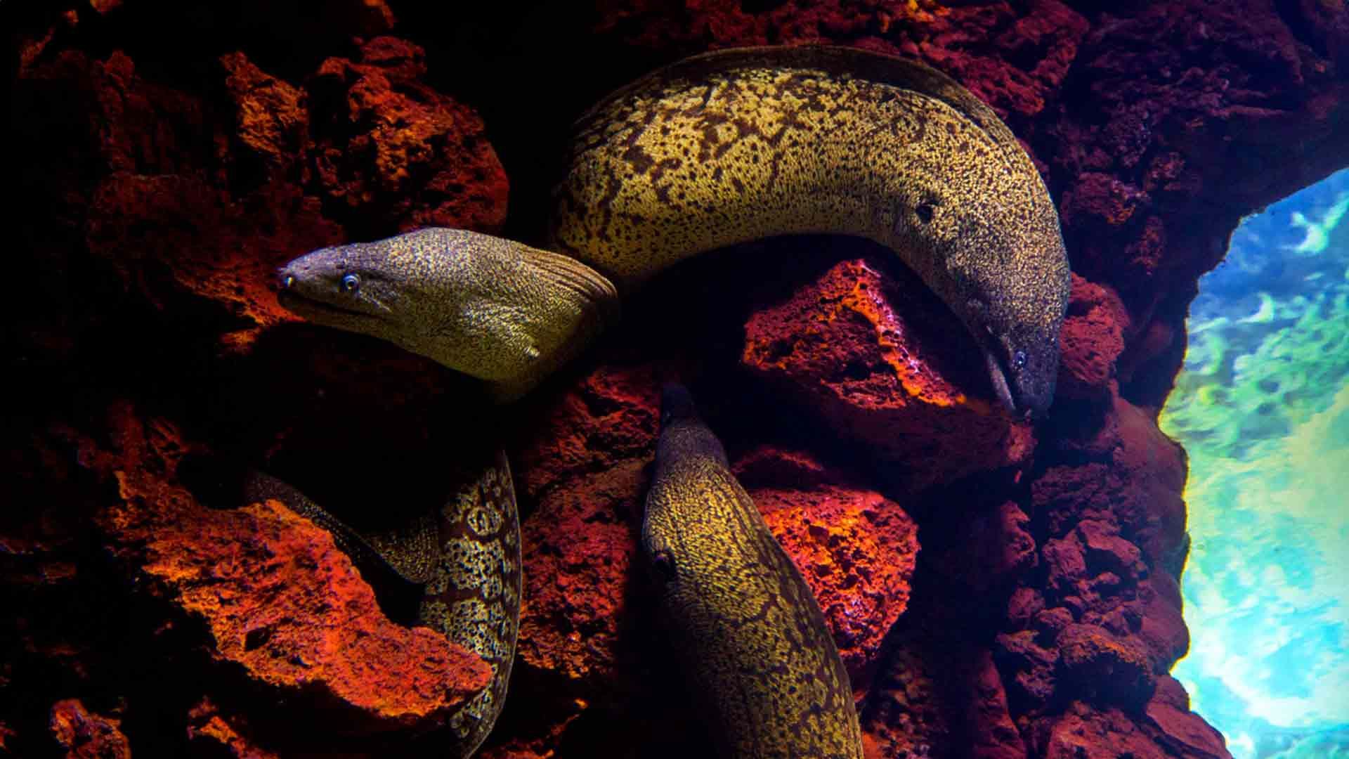 Moray Eel