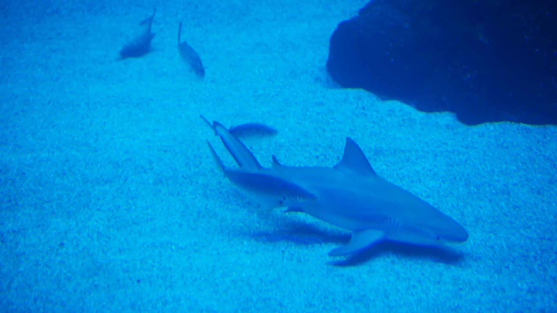 Bull Shark