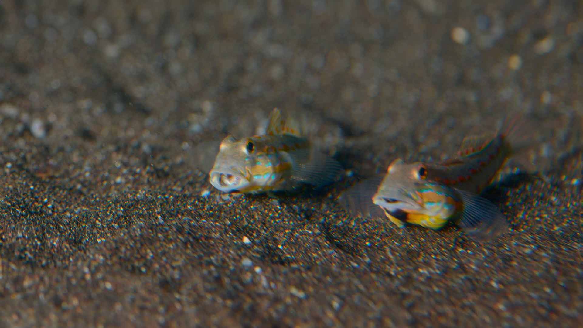 Diamond Watchman Goby