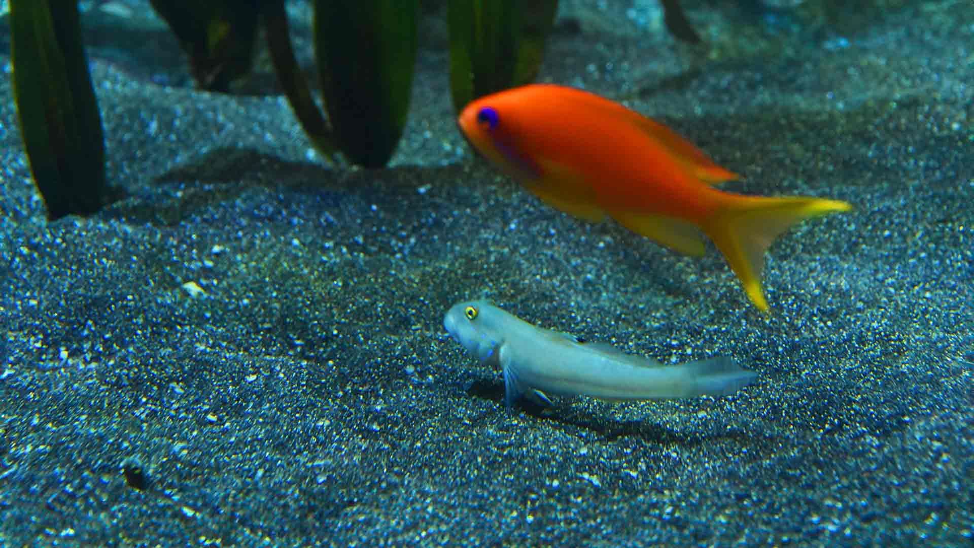 Sleeper Blue Dot Goby