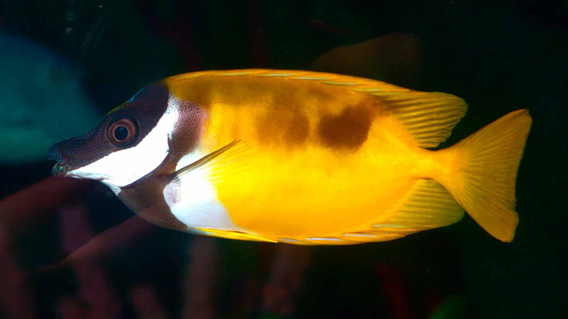 Rabbitfish