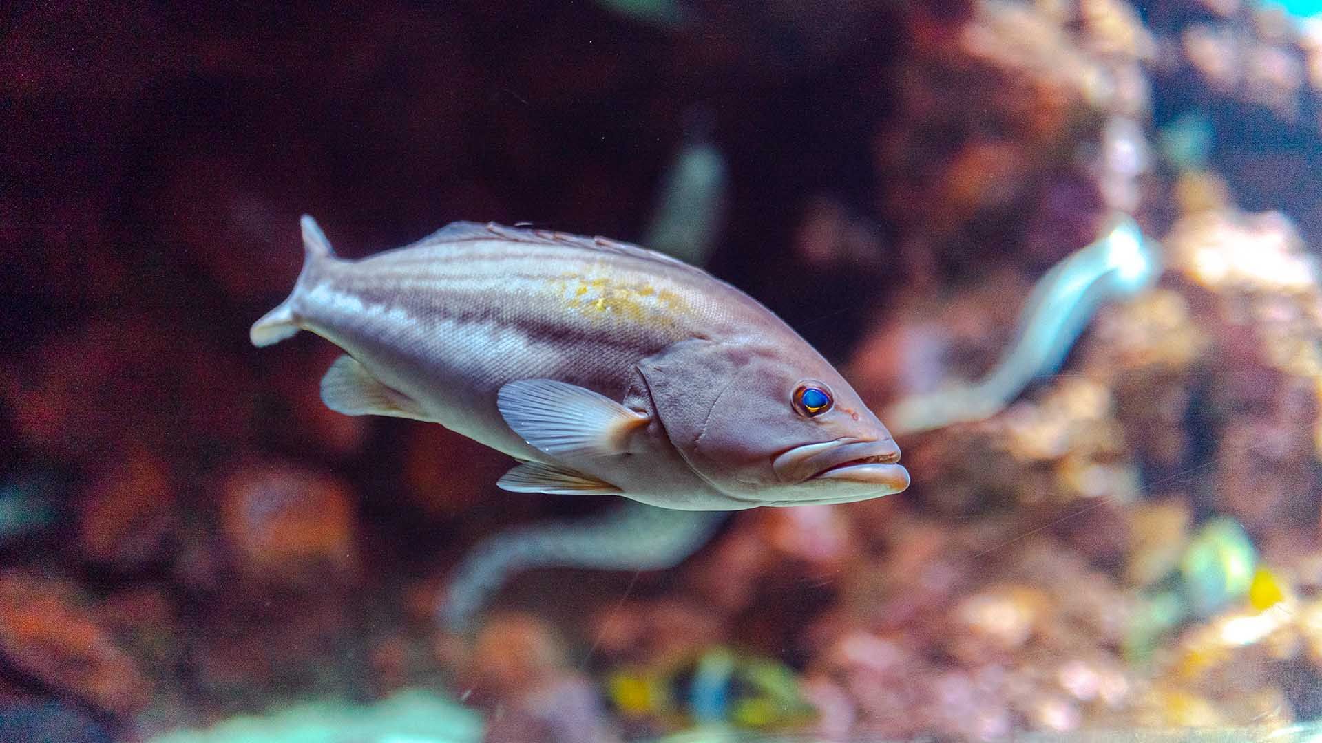 Gestreifte Zackenbarsch Poema Del Mar Aquarium Gran Canaria