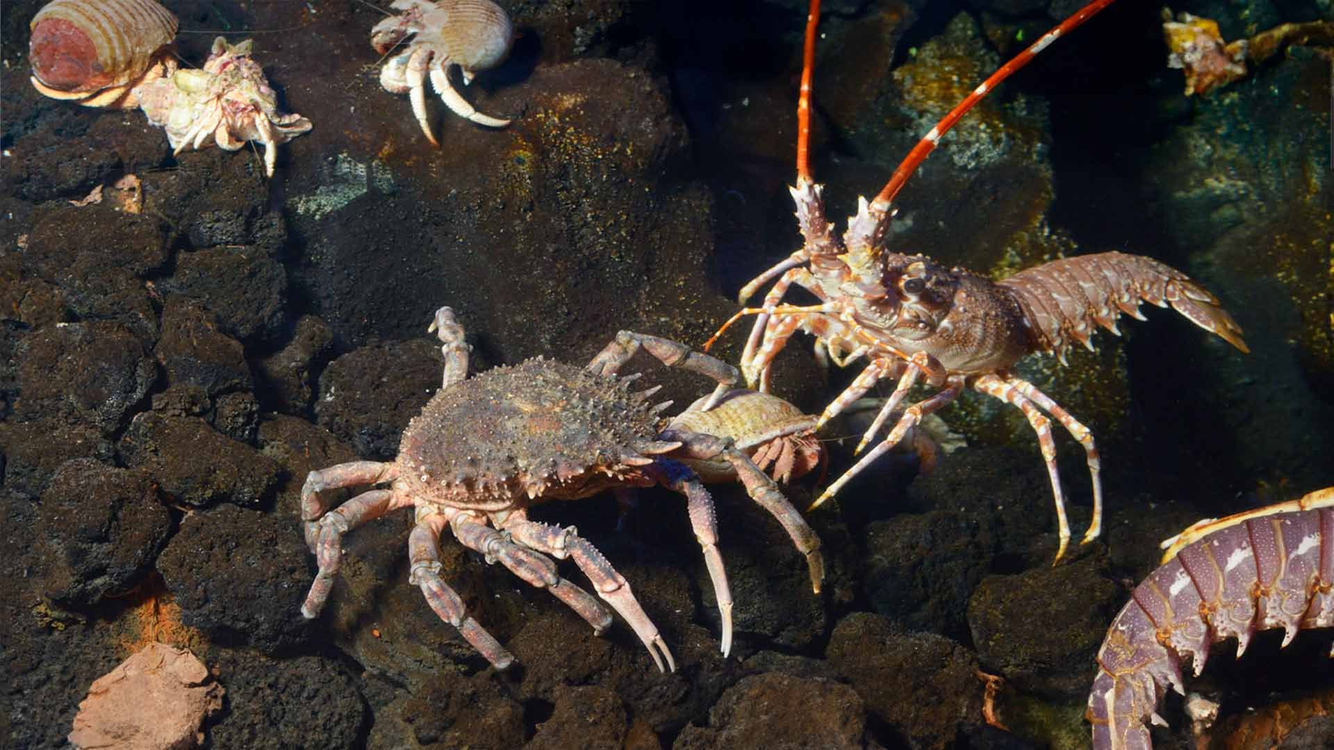 King Crab