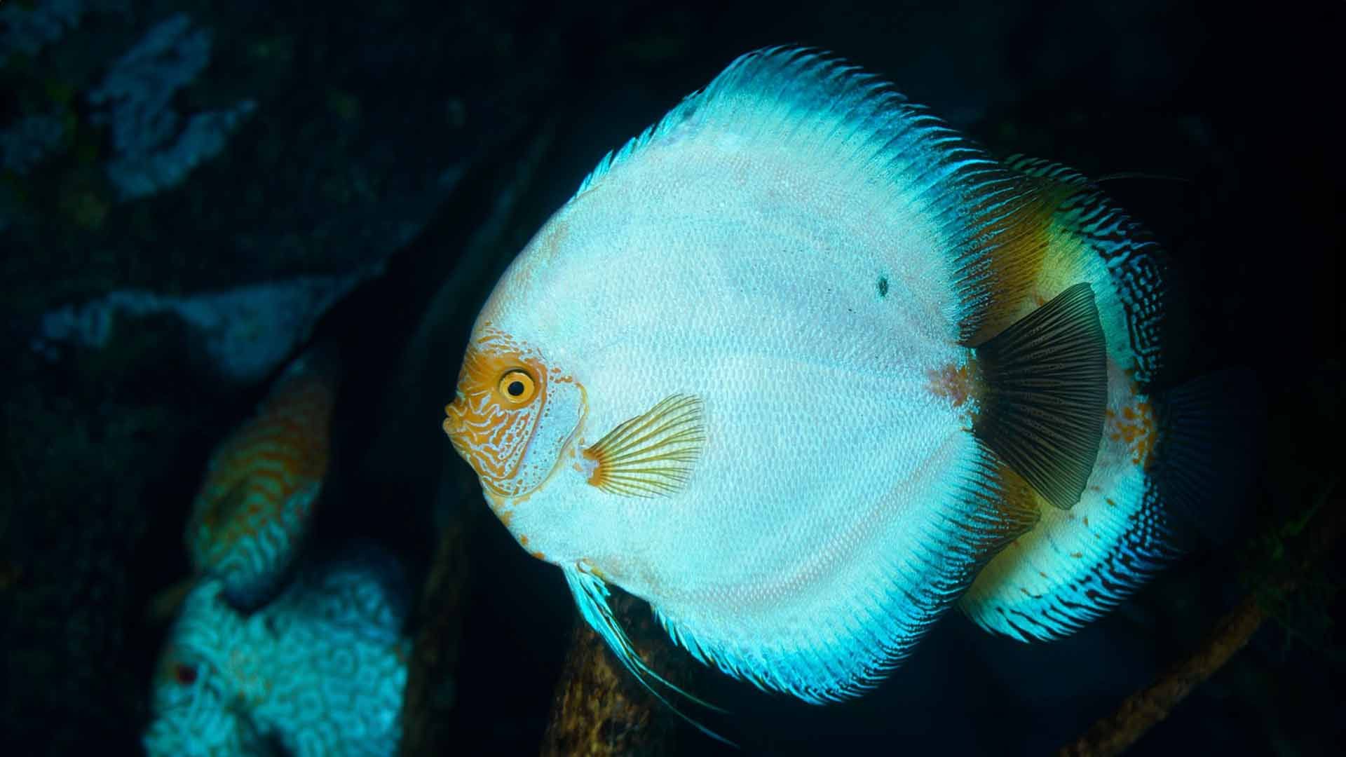 Discus Fish