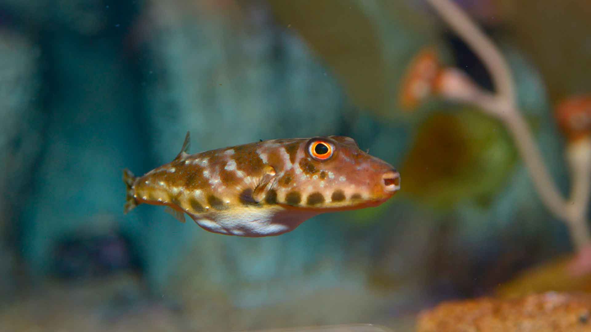 Guinean Puffer