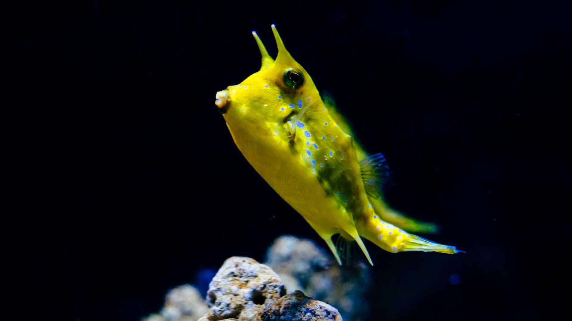 Longhorn Crowfish