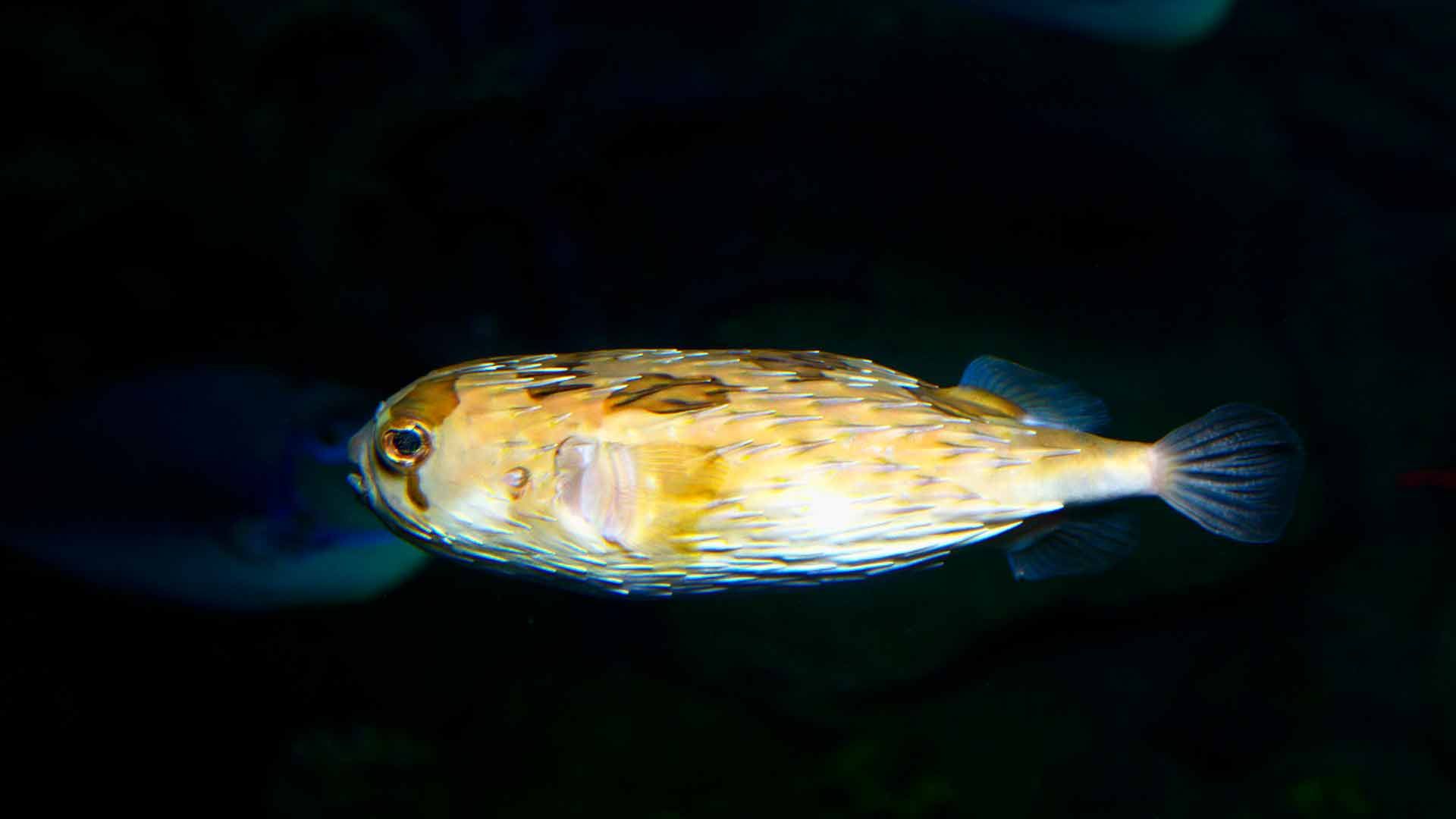 Long Spine Porcupine Fish