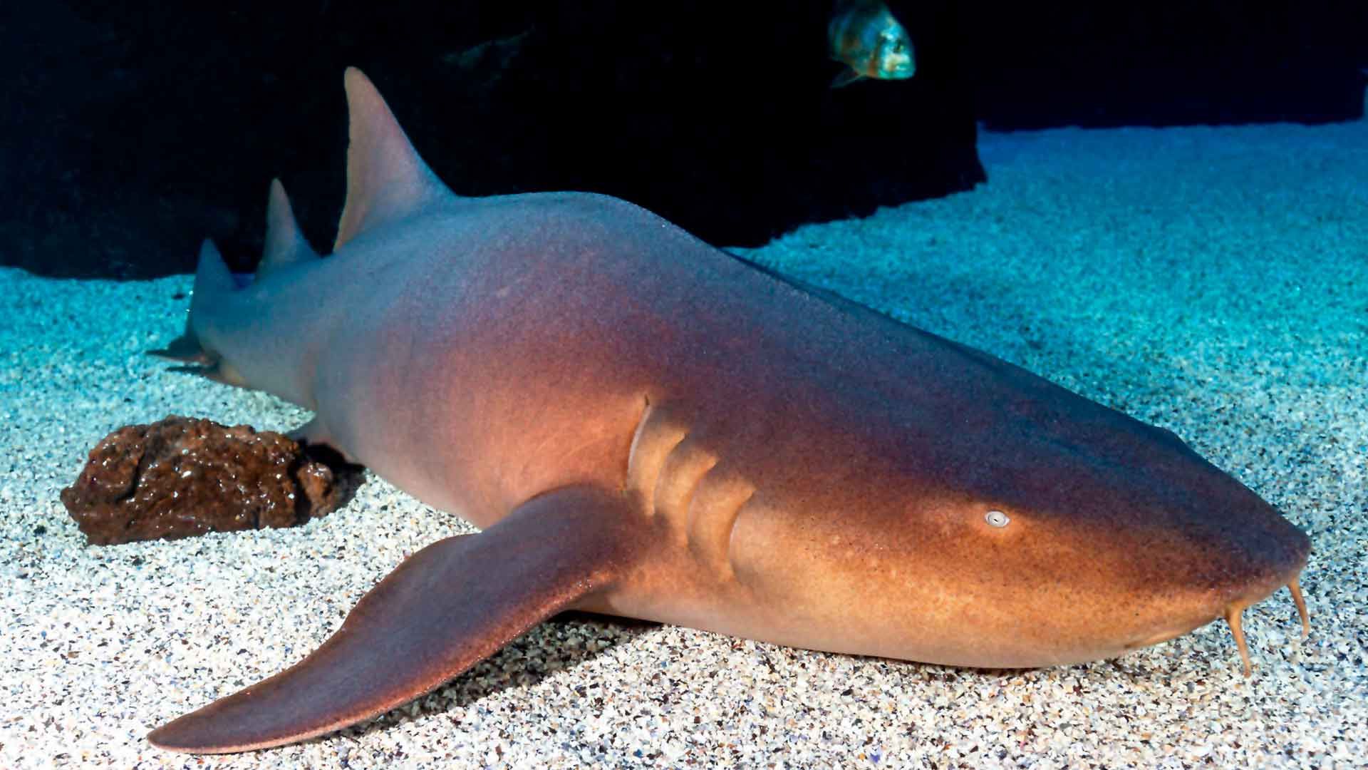 Nurse Shark