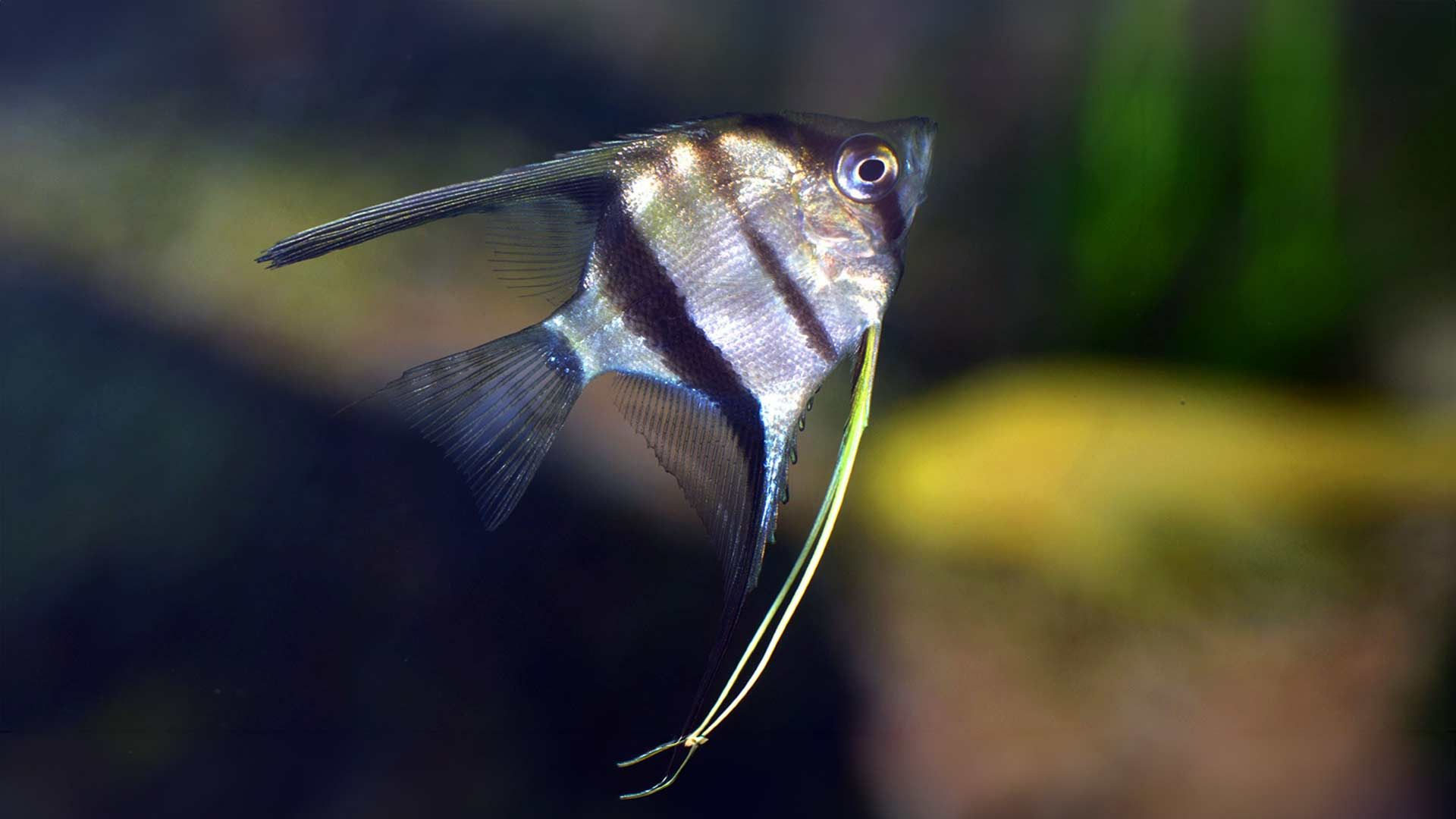 Freshwater Angelfish