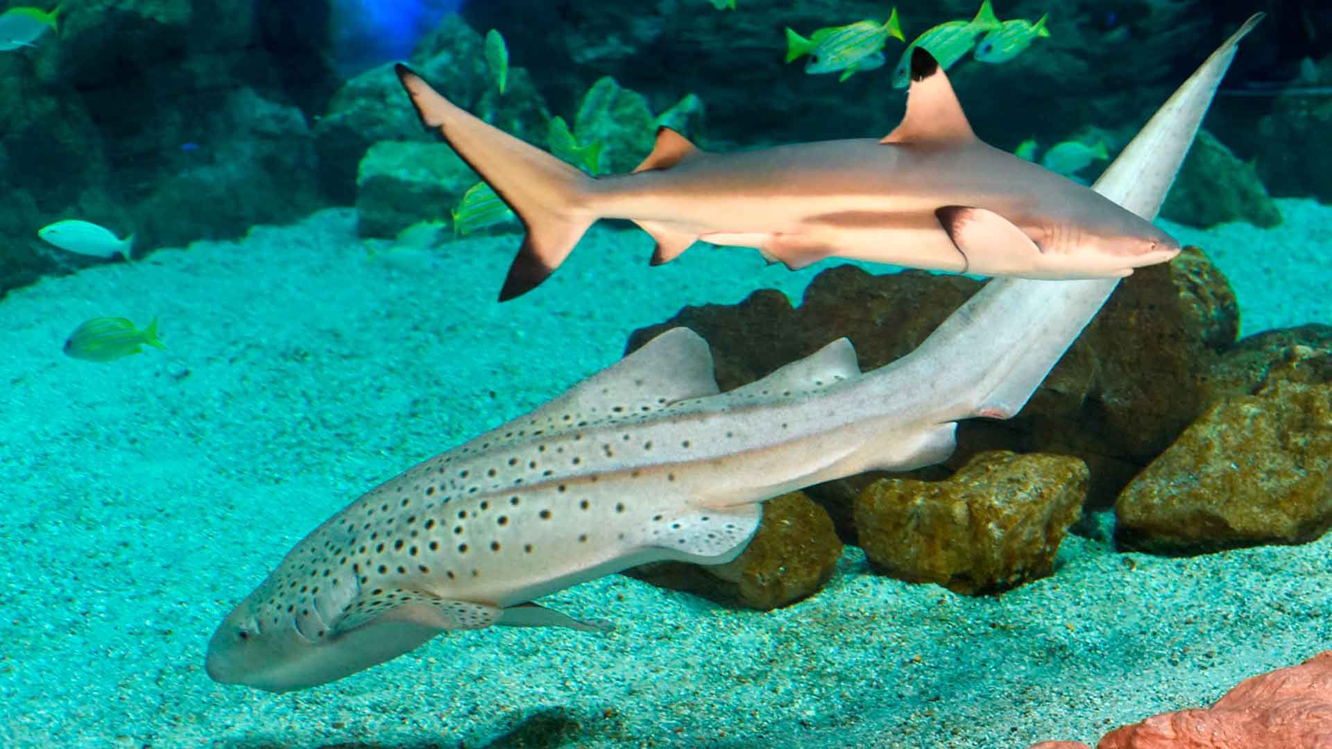 Blacktip Shark