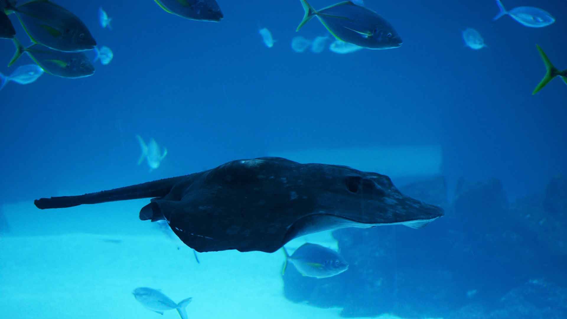 Round Fantail Stingray