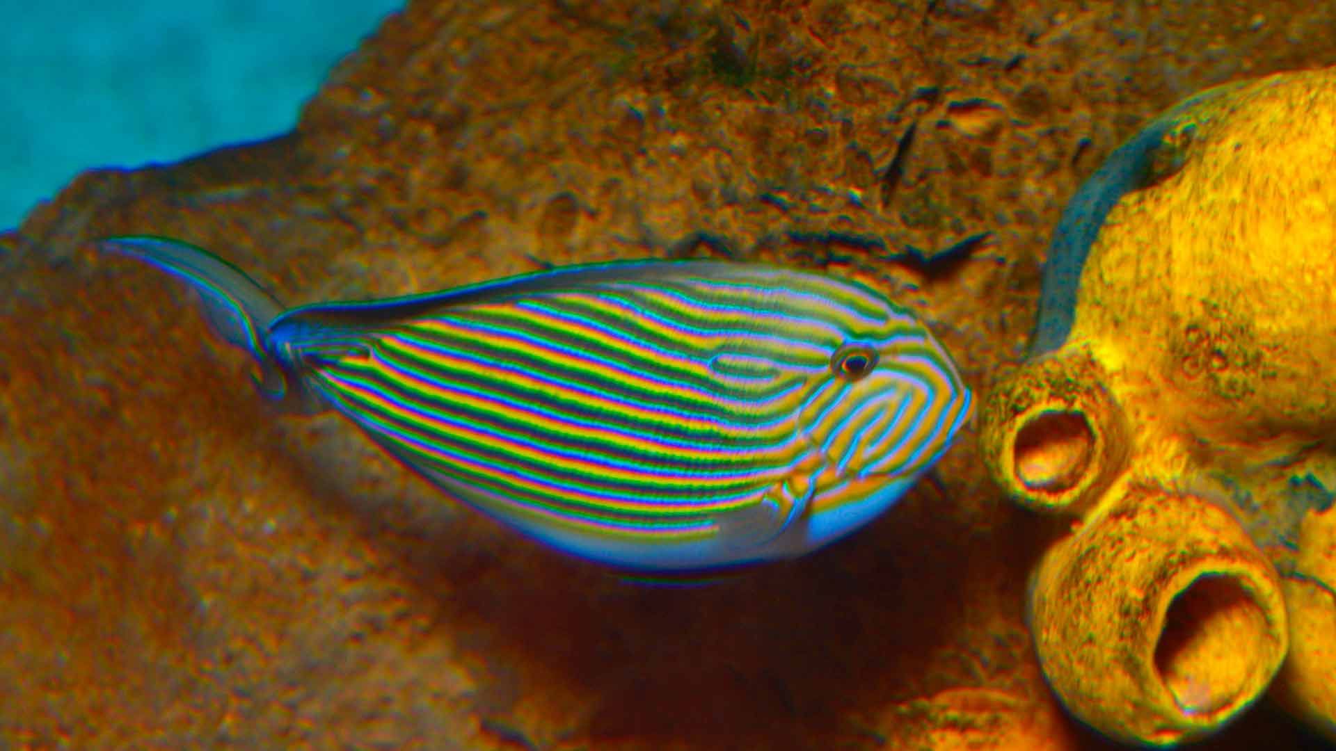 Stripe Surgeonfish Poema Del Mar Aquarium Gran Canaria