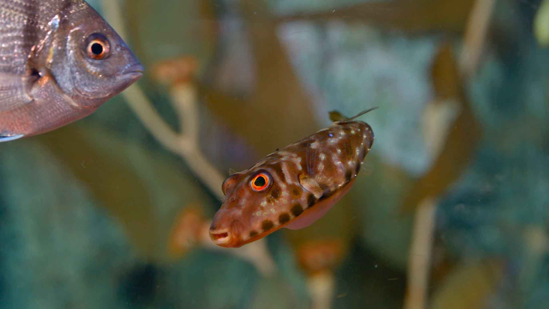 Guinean Puffer