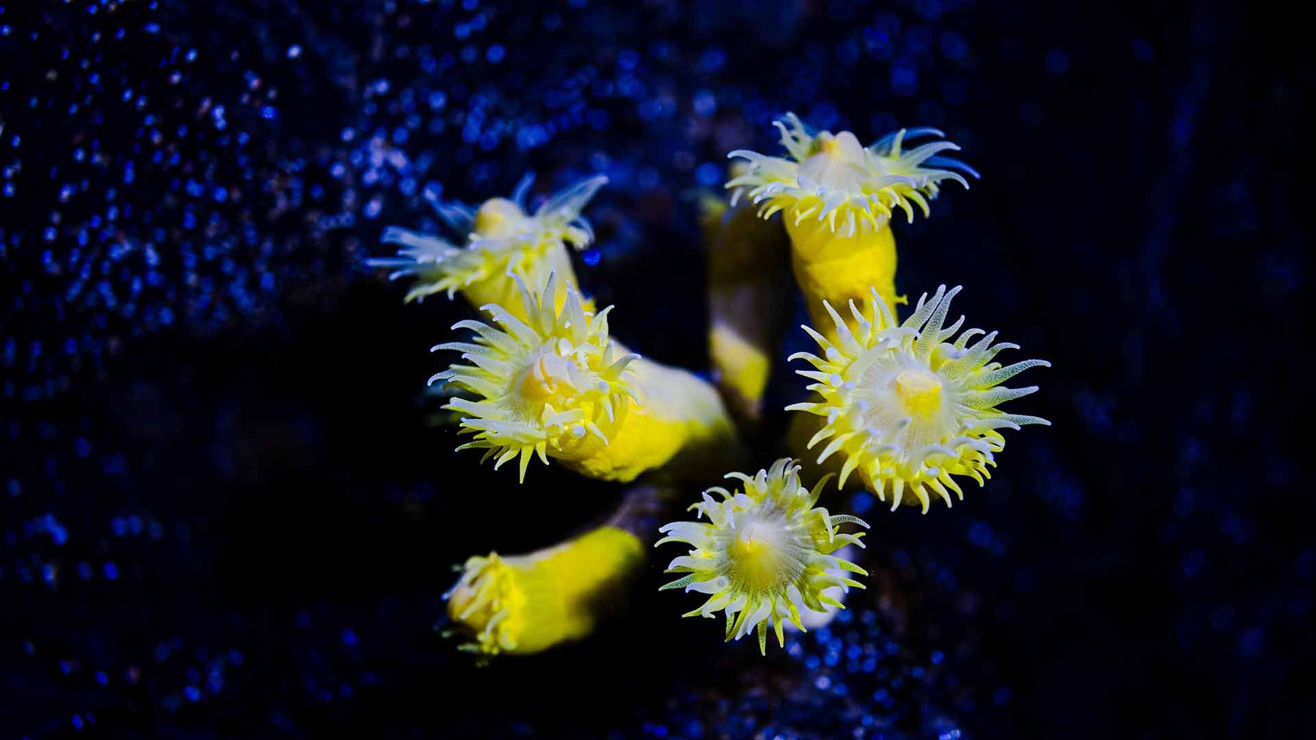 Yellow coral Poema Del Mar Aquarium Gran Canaria