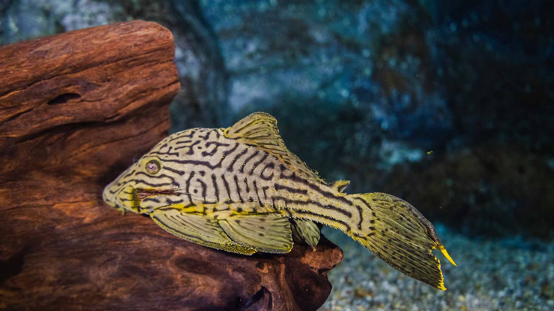 Suckermouth catfish Poema del Mar Aquarium Gran Canaria