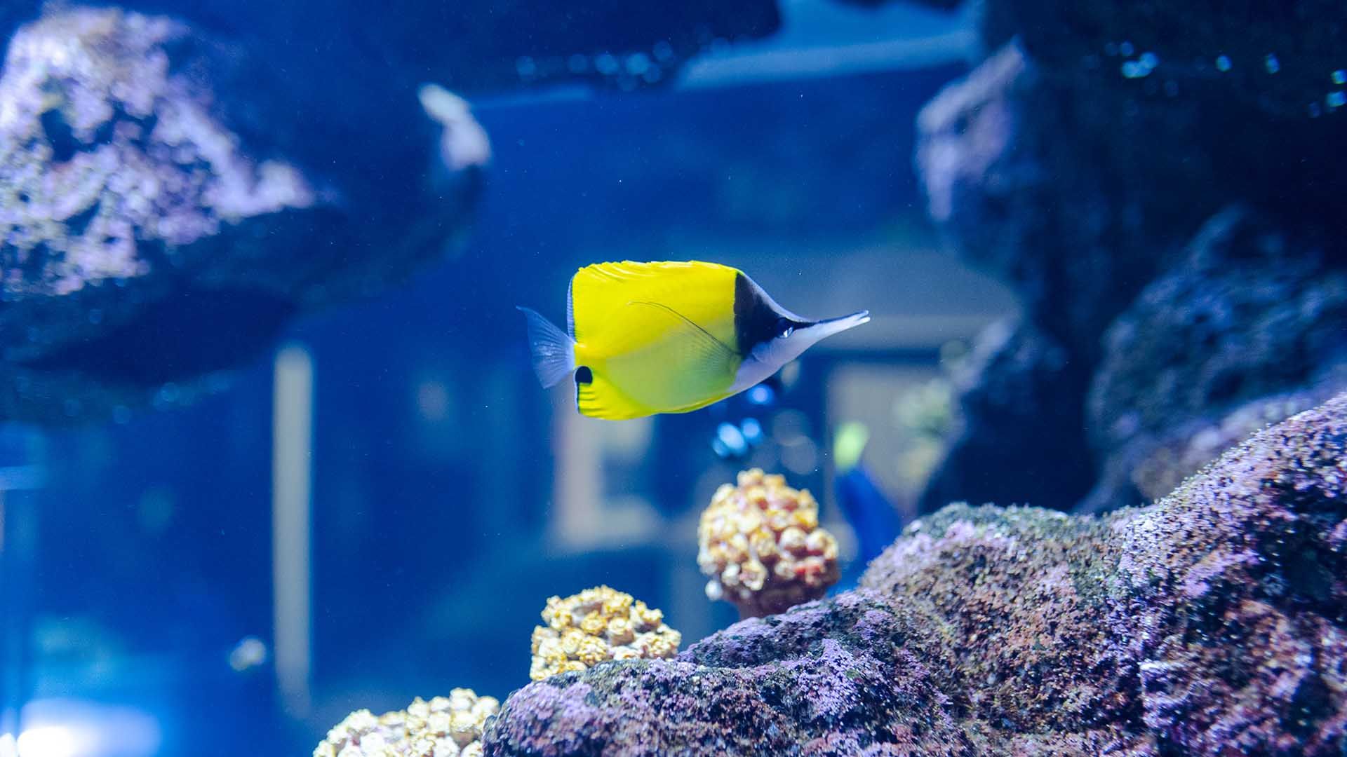 Gelber Masken-pinzettfisch Poema Del Mar Aquarium Gran Canaria