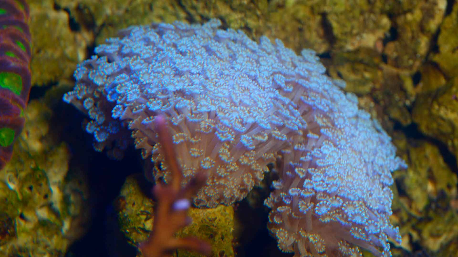 Coral Reef Polyps