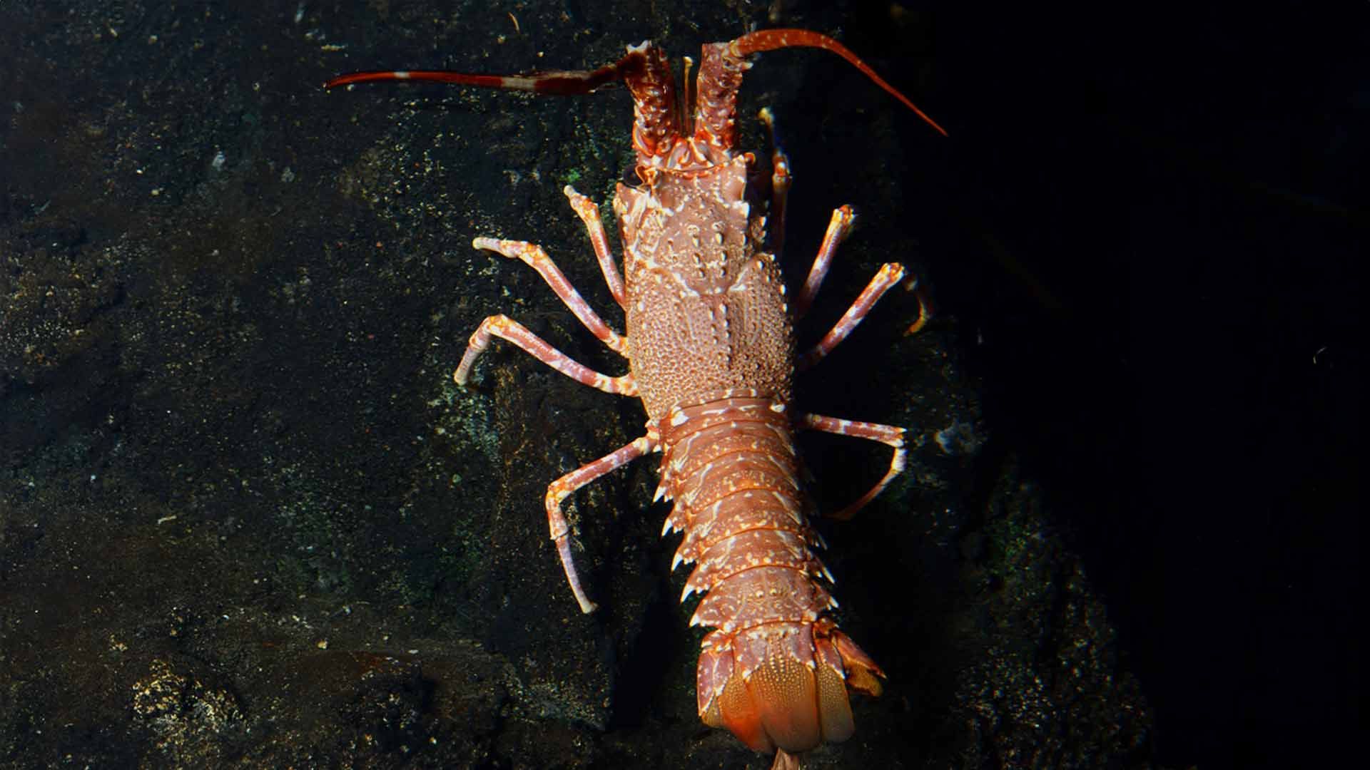 Pink Spiny Lobster