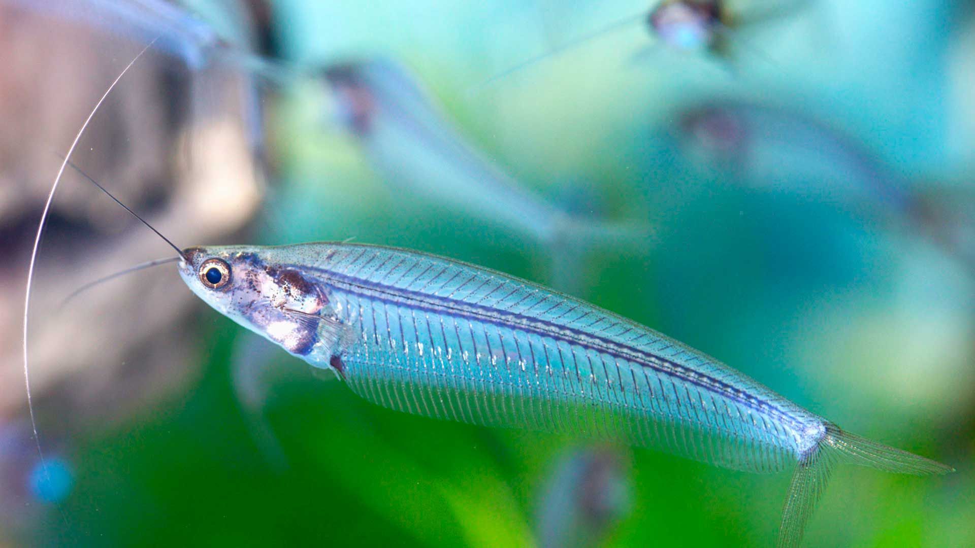 Glass Catfish