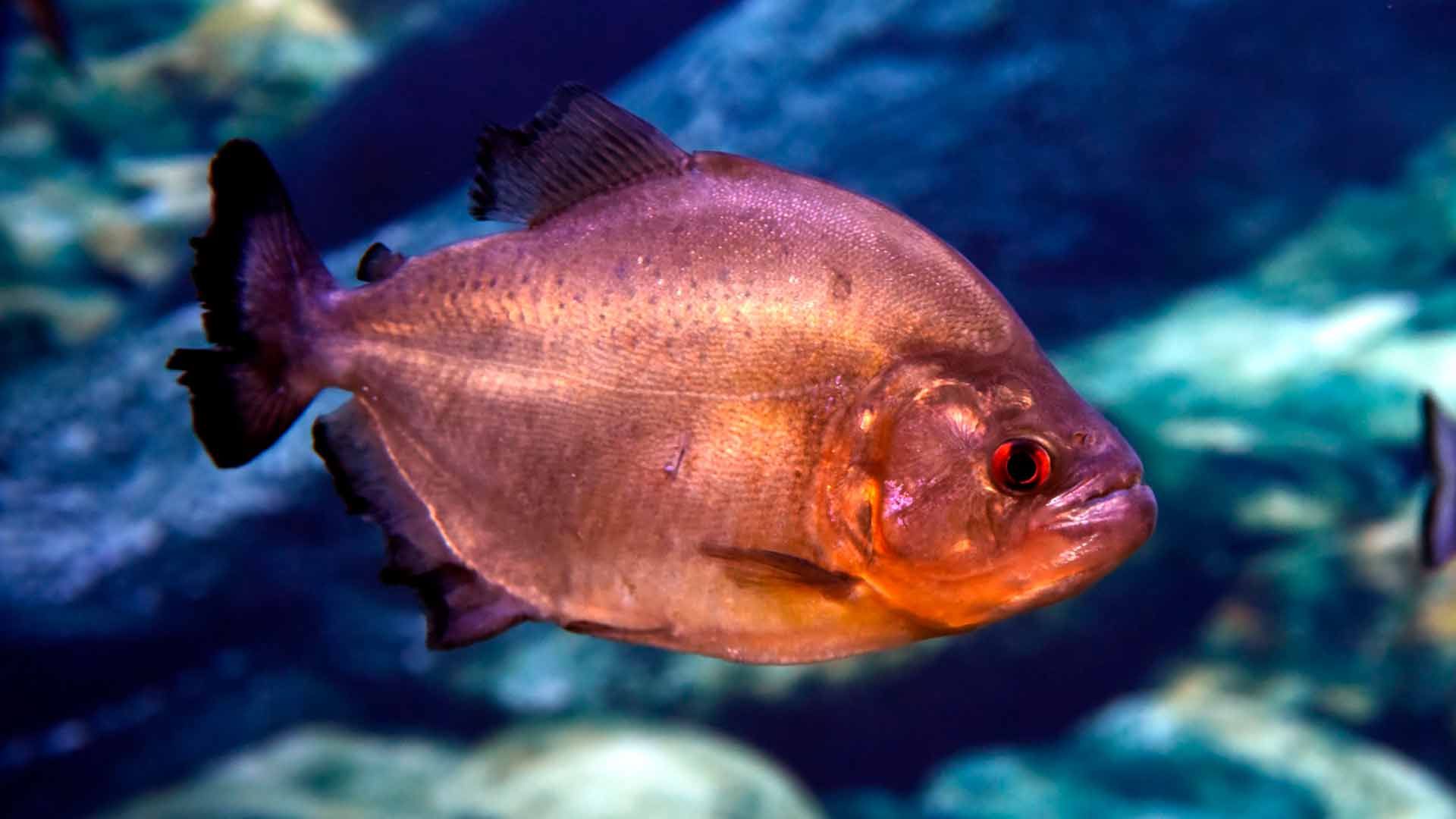 Redeye Piranha