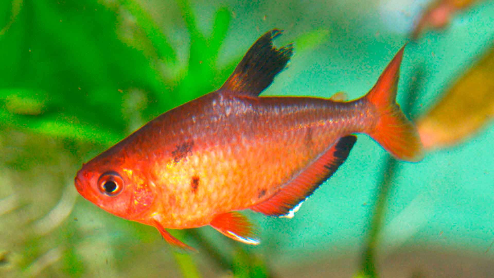 Tetra Fantasma Rojo