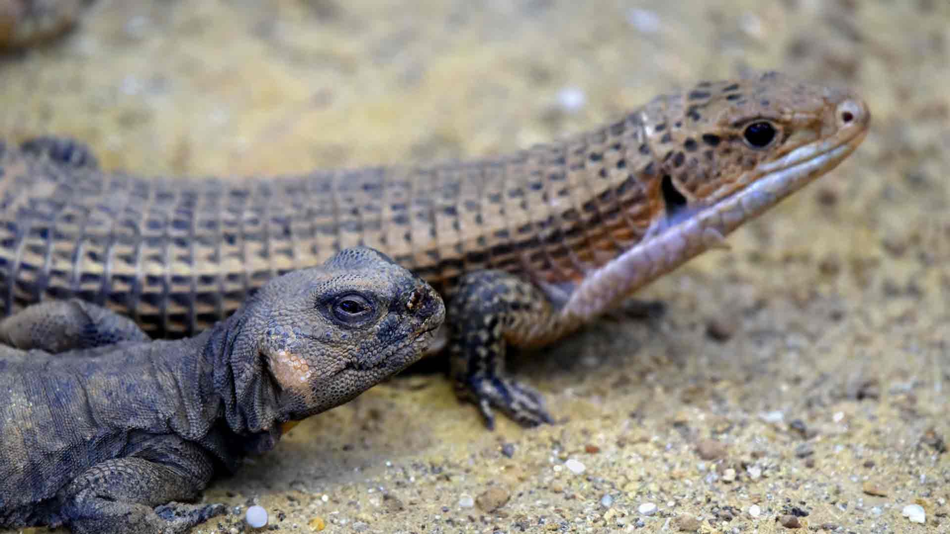 Lagarto Plateado de Sudán