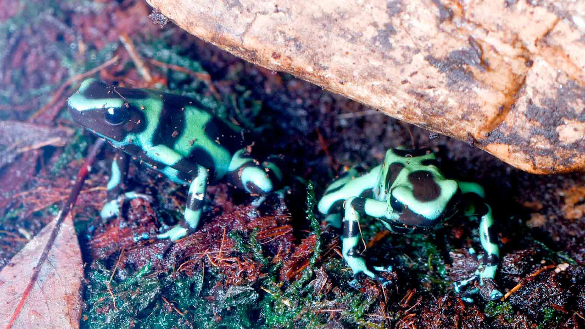 Green Black Posion Dart Frog