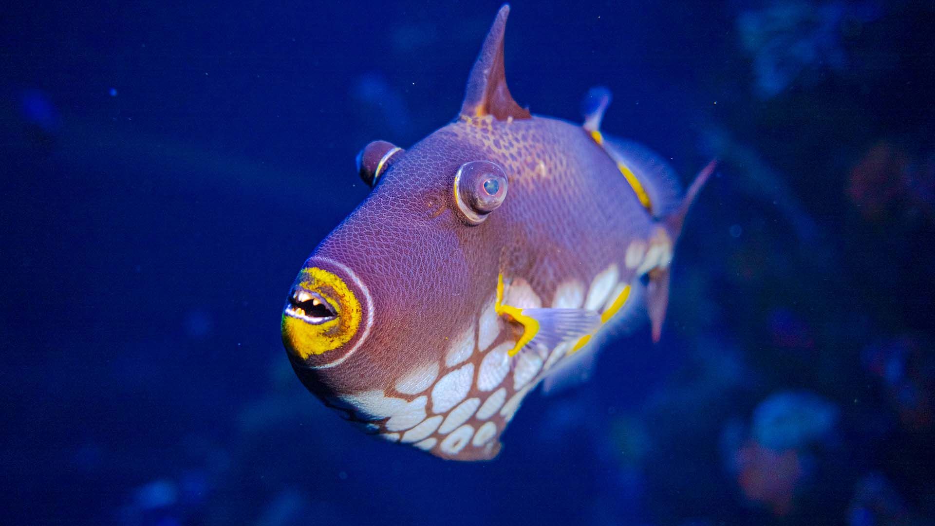 Leopardendrücker Poema Del Mar Aquarium Gran Canaria