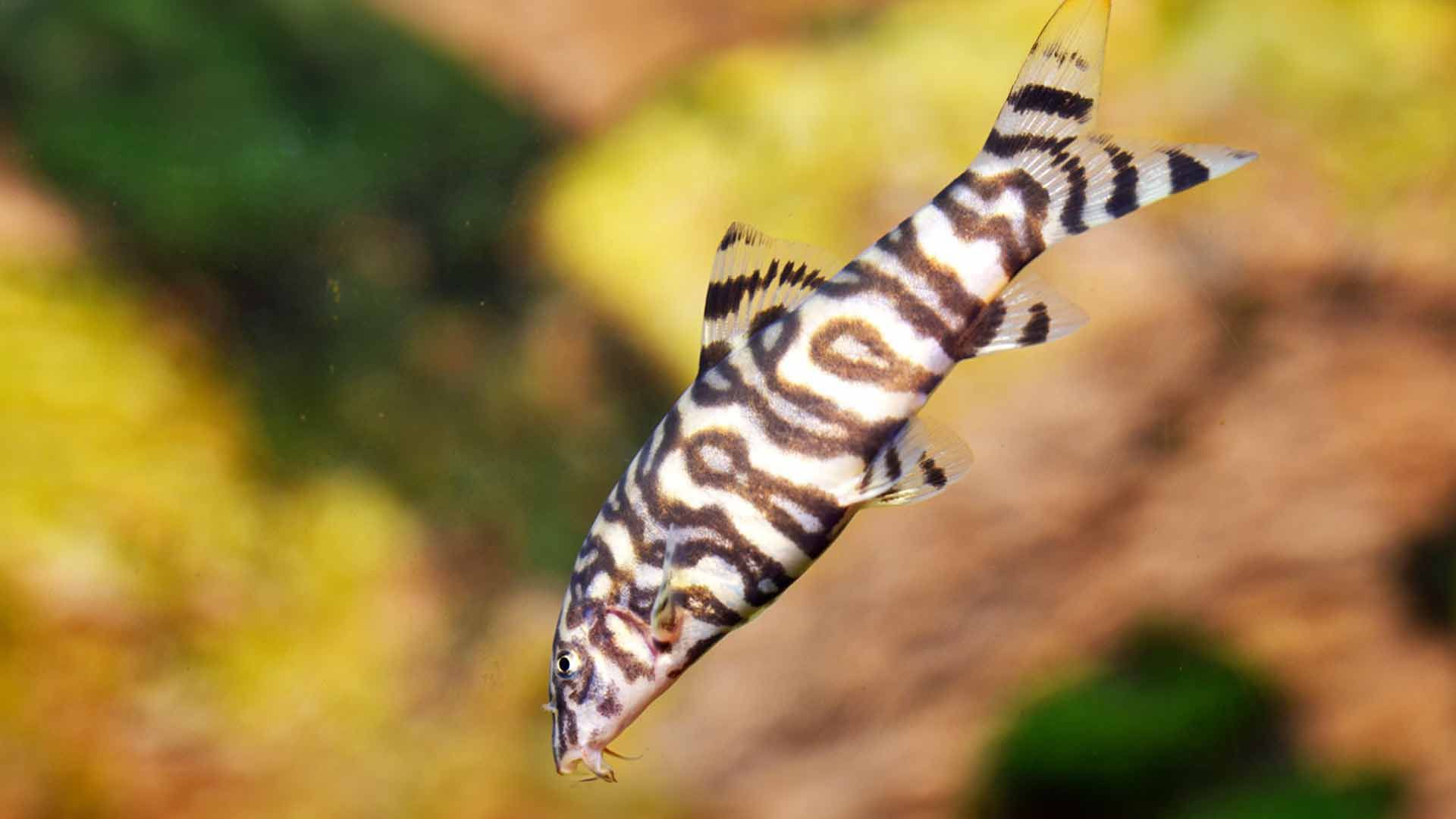 Burmese Border Loach Poema del Mar Aquarium Gran Canaria