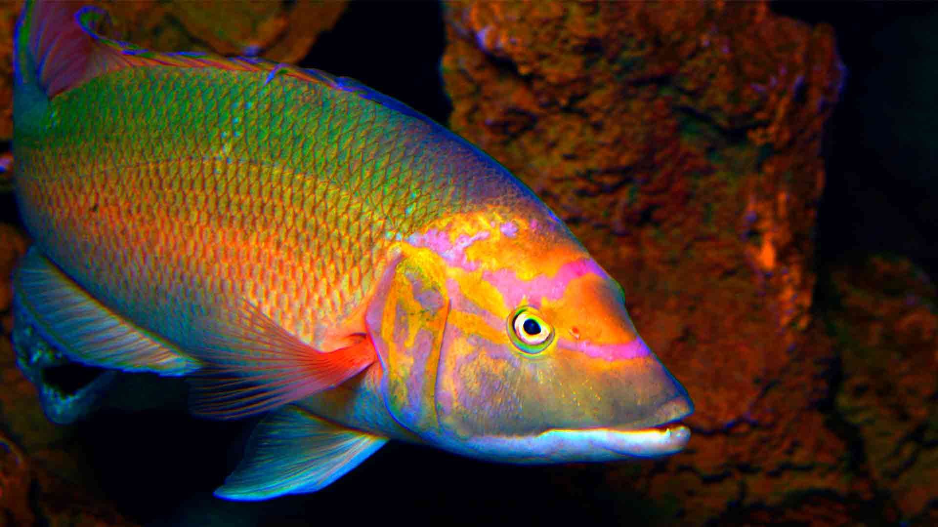 Barred Hogfish